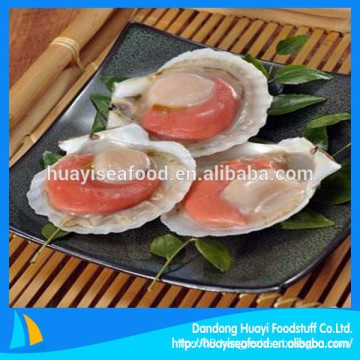 frozen half shell scallop hot-selling on global market